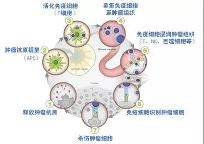 柬埔寨免疫抗癌藥物“依維卡”近日獲得國(guó)家藥監(jiān)局批準(zhǔn)開展臨床試驗(yàn)資格