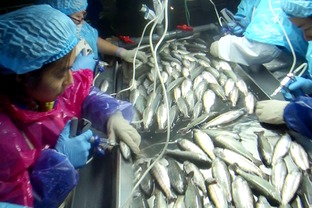 海水養(yǎng)殖魚類病害防控生物制品研發(fā)與應(yīng)用 項(xiàng)目通過階段驗(yàn)收